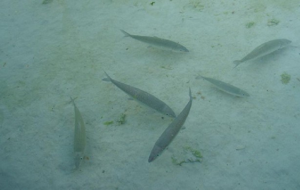 bonefish1